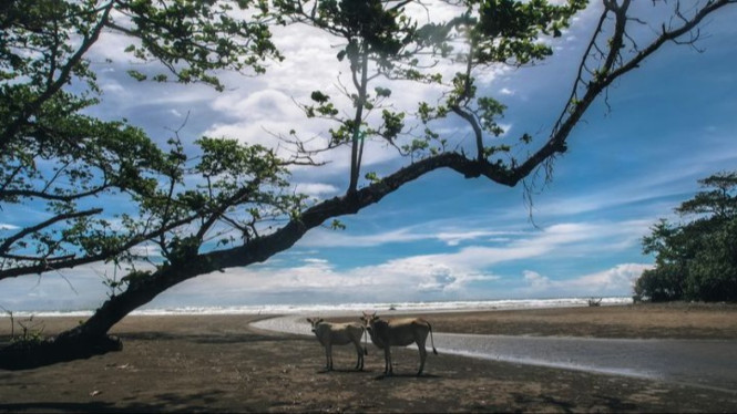 Pantai Cijeruk Indah
