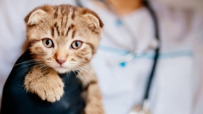 kucing peliharaan