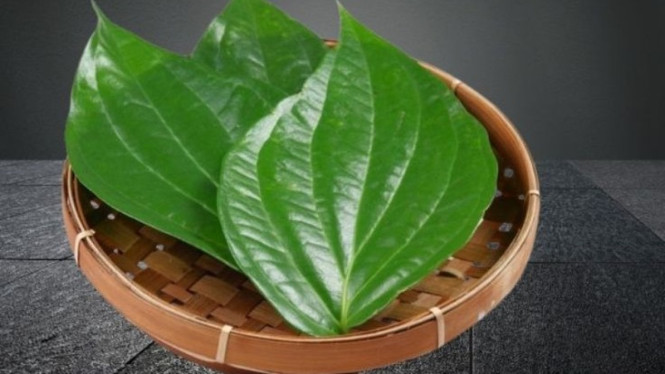 Daun Sirih
