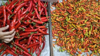 Harga Cabai Rawit Merah Meroket, Tembus Rp118 Ribu per Kg