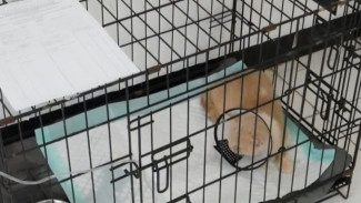 Terselamatkan! Kucing Uya Kuya yang Terlantar Dirawat di Puskeswan Ragunan