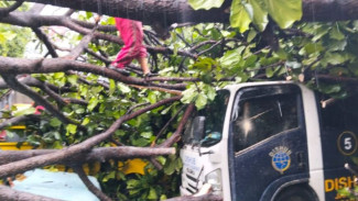 Musim Hujan Datang, Pemprov DKI Gencar Tebang Pohon Rawan Tumbang di Jakarta!