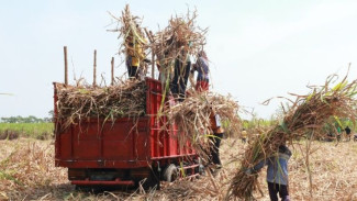 TNI Dilibatkan dalam Program Swasembada Pangan, Menhan Tugaskan AD Kelola Jagung dan Padi