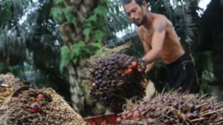 SPKS Minta Tinjau Ulang Mekanisme Penjualan Kredit RSPO bagi Petani Sawit Mandiri