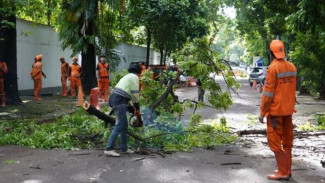 Warga Jaksel Tenang! Pemerintah Pangkas Pohon Rawan Roboh di Pondok Indah hingga Tebet