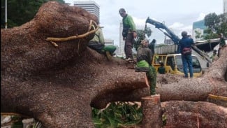 Detik-detik Pohon Mahoni Raksasa Ambruk di Kebayoran Baru, Satu Mobil Ringsek!