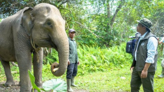 Kasus Gajah Dimutilasi di Riau, Negara Siapkan Hukuman Berat untuk Pelaku