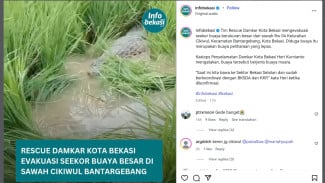 Buaya Ukuran Besar Muncul di Tengah-tengah Sawah di Bekasi