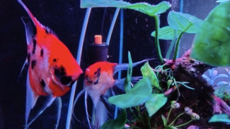 Tips Pelihara Ikan Hias untuk Pemula agar Tetap Sehat dan Akuarium Bersih