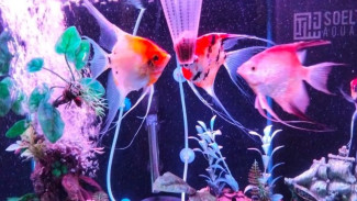 Tips Pelihara Ikan Manfish Angelfish agar Sehat dan Panjang Umur di Akuarium
