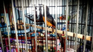 Rahasia Murai Batu Tetap Gacor: Manfaat Pengembunan Pagi yang Jarang Diketahui