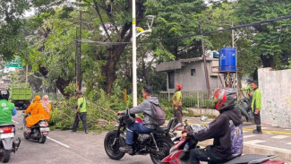 Jakut Gercep Hadapi Cuaca Ekstrem, Ribuan Pohon Dipangkas Demi Keselamatan