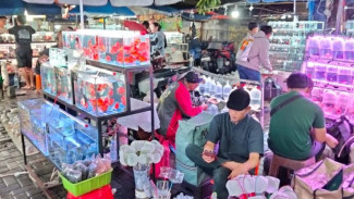 Bukan Sekadar Pasar! Jatinegara Jadi Hidden Gem Surga Pecinta Ikan Hias
