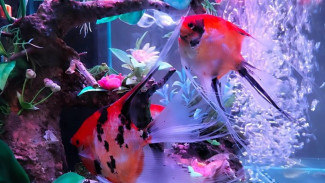 Bukan Sekadar Hobi, Pelihara Ikan Hias Bisa Bantu Turunkan Stres dan Jaga Kesehatan Mental