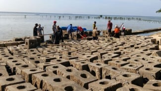 600 Modul Karang Ditenggelamkan, Laut Pulau Pari Disulap Jadi 'Rumah Baru' Biota