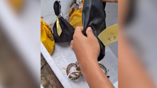 Gakkum Kehutanan Gagalkan Penyelundupan 202 Reptil Ilegal di Bandara Soekarno-Hatta