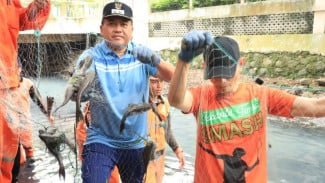 Darurat Ekosistem Sungai Jakarta, Puluhan Ribu Ikan Sapu-sapu Tercemar Merkuri Dimusnahkan