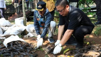 Pemkot Jaksel Intensifkan Pemusnahan Ikan Sapu-Sapu di Setu Babakan, Targetkan 5 Ton Dibersihkan