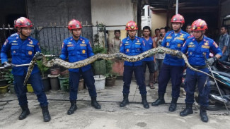 Ular Sanca 4 Meter Bikin Geger Tambora, Petugas Damkar Turun Tangan