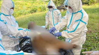 BKSDA Bengkulu Investigasi Kematian Harimau Sumatera di Mukomuko