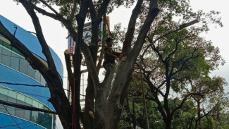Antisipasi Bahaya di Musim Tak Menentu, 25 Pohon Rawan Tumbang Dipangkas di Jaksel
