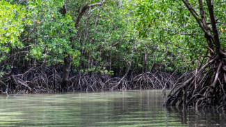 Indonesia Dorong Aksi Global Restorasi Mangrove Lewat World Mangrove Center