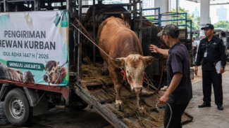 Ribuan Hewan Kurban Mulai Masuk Jakarta, Pengawasan PMK dan Antraks Diperketat