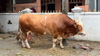 Prabowo Kirim Sapi Kurban 1 Ton ke Kalideres Jakbar, Begini Penampakannya