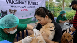 Ribuan Kucing dan Anjing Disuntik Vaksin, Jakut Kejar Target Bebas Rabies