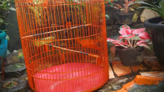 Terapi Hujan untuk Murai Batu: Bukan Sekadar Rutinitas, Ini Manfaat yang Diungkap Ahli