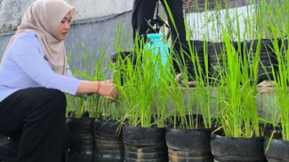 Inovasi dari Pasar Minggu Jaksel, Padi Ditanam di Galon