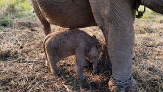 Kado Istimewa HUT ke-81 RI, Anak Gajah Sumatera Lahir di PKG Jalur 21