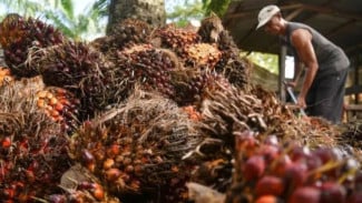 Pajak Air Rp 1.700 per Pokok Sawit Jadi Sorotan, Begini Kata Ahli Pajak hingga Akademisi
