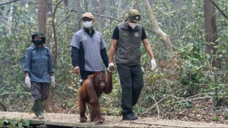 Perkuat Satgas Satwa Kalteng, Pemerintah Antisipasi Dampak Karhutla pada Orangutan