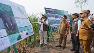 Kementerian Kehutanan Dorong Penguatan Koridor Gajah Sumatera di Jambi