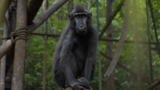 PGE Area Lahendong Perkuat Konservasi Biodiversitas melalui Perlindungan Yaki dan Agroforestri Aren