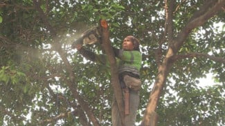 Antisipasi Hujan dan Angin Kencang, 13 Pohon Rawan Tumbang di Kebayoran Baru Dipangkas