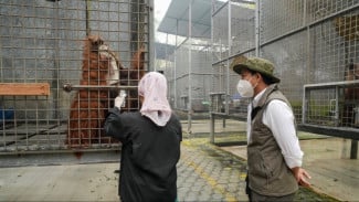 Asap Karhutla Ancam Pernapasan Orangutan, Pemerintah Siapkan Obat dan Peralatan Medis