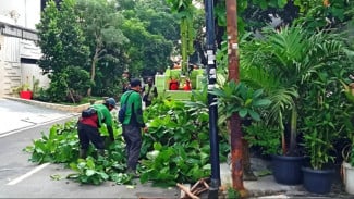 8.289 Pohon Rawan Tumbang di Jakarta Pusat Dipangkas, Ratusan Ditangani