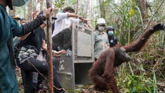 Pascadievakuasi dari Kebun Sawit, Dua Orangutan Kembali ke Hutan Ketapang