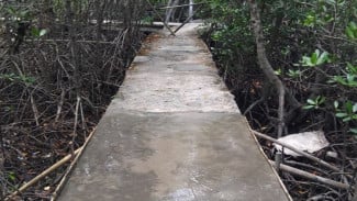 Kabar Baik Wisatawan Pulau Untung Jawa, Jalan Rusak Menuju Taman Mangrove Kini Diperbaiki