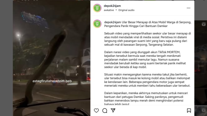 Ular besar merayap dari kap mobil