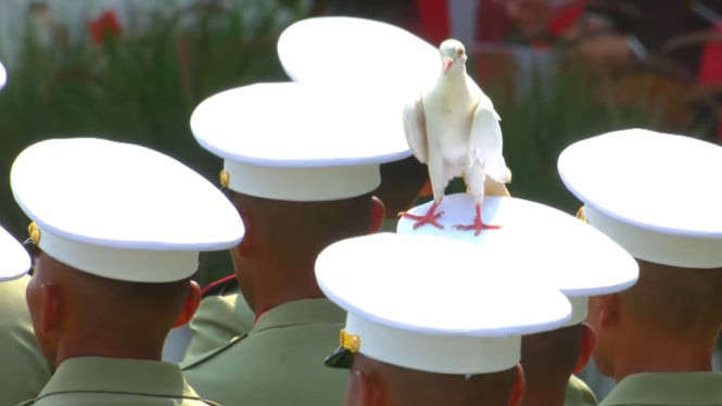 Burung Merpati di Upacara HUT ke-80 RI di Istana Merdeka