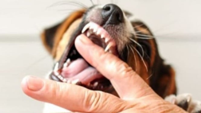 Ilustrasi kasus gigitan anjing rabies.