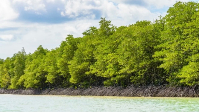 Ilustrasi Mangrove