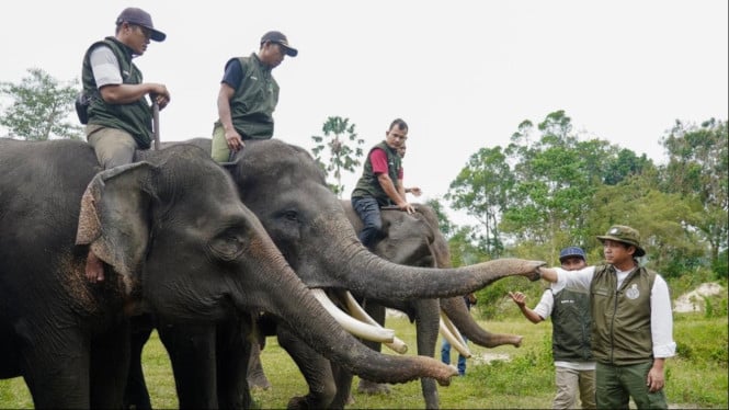 Menhut Raja Juli Antoni melakukan pengecekan ke Pusat Latihan Gajah (PLG) Sebanga dan PLG Minas di Provinsi Riau.