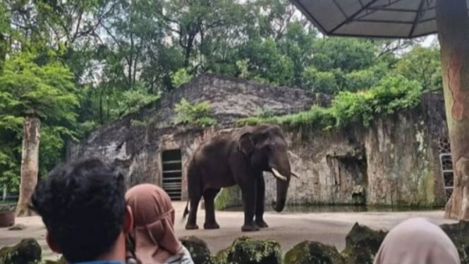 Gajah di Taman Margasatwa Ragunan