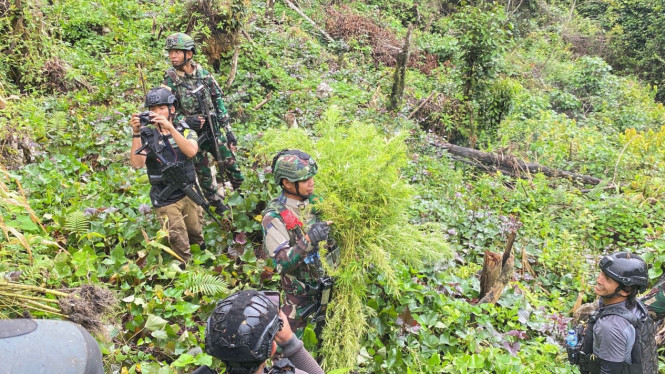 Kogabwilhan III temukan ratusan batang ganja di Papua Pegunungan.