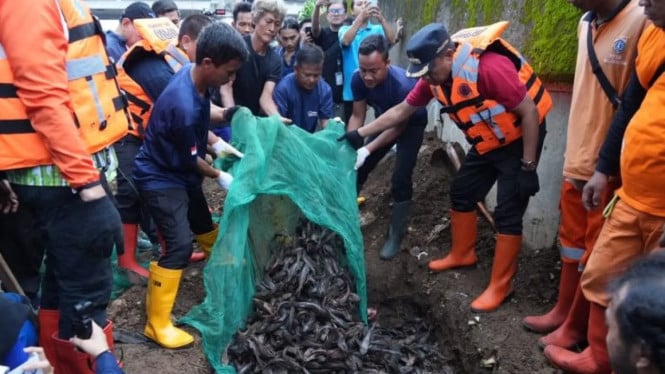 Operasi penangkapan ikan sapu-sapu selama dua pekan di Jaktim.