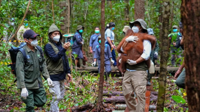 Kemenhut menyiapkan Kawasan Preservasi 87 Ribu Hektare untuk Lindungi Orangutan di Kalimantan Timur